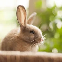 Cute Animals Live Wallpaper icon