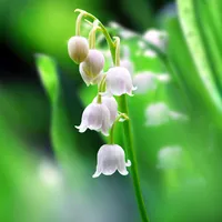 Lily of The Valley Wallpaper icon