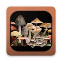 FunKey: Key to Agarics icon