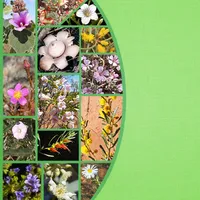Plants and Fungi of SW NSW Aus icon