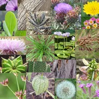 Weeds of South East QLD and No icon