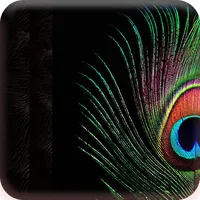 Bulu Merak Indah Wallpaper icon