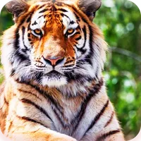 Harimau Paling keren wallpaper icon