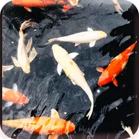 Koi Real Wallpaper icon