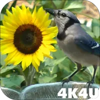 4K Birds Bath Live Wallpapers icon