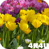 4K Flower Glade Video Live Wal icon
