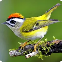 Lovly Bird Wallpapers icon