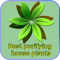 Best purifying house plants icon