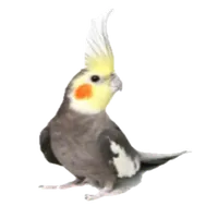 هواة الطيور icon