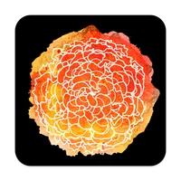 Marygold & Co. icon