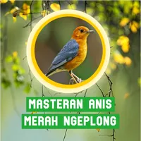 Masteran Anis Merah Ngeplong icon