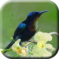 Kicau Kolibri Ninja Gacor icon
