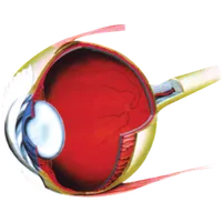 Retina Mymensingh icon