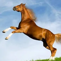Imagenes de Caballos icon