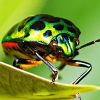 Imagenes de Insectos icon