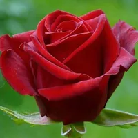 Imagenes de Rosas icon