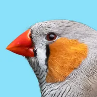 Australia Birds ID Kakadu icon