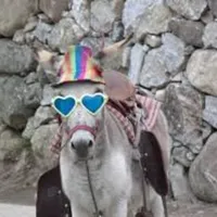 Sonidos de Burros para Celular icon