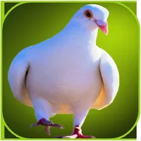 Pigeon Wallpaper icon