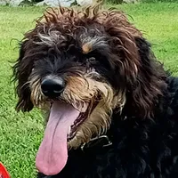 dogbook icon
