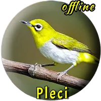 Kicau Burung Pleci Betina icon