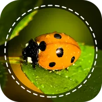 Insect identifier by Photo Cam icon