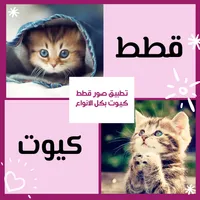 صور قطط كيوت بكل الانواع icon
