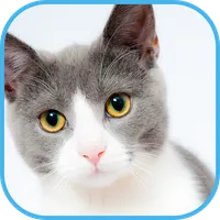 cat wallpaper icon