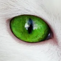 ANIMAL EYES icon