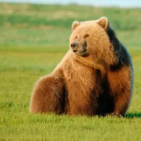 Fluffy bears icon