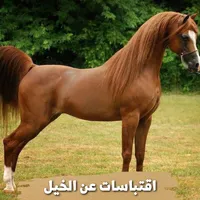 اقتباسات عن الخيل icon