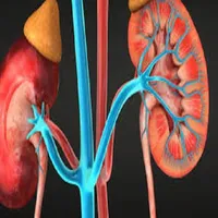 HUMAN URINARY SYSTEM icon