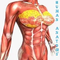 HUMAN ANATOMY & PHYSIOLOGY icon