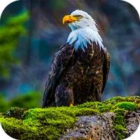 Eagle Live Wallpaper HD icon