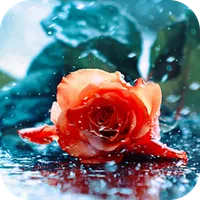 Red Rose Wallpaper icon