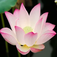 묘법연화경(법화경), Lotus Sutra icon