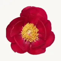 Flower Tours icon