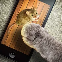 Mouse game toy for cats icon