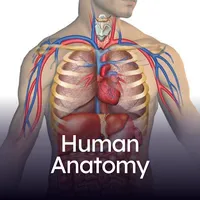 Human Anatomy icon