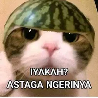 Stiker Kucing Berteks Lucu icon