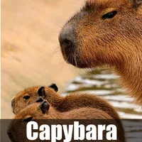 Capybara Wallpaper HD 4K Photo icon
