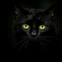 Black cats Live Wallpaper icon