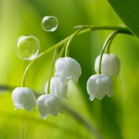May-lily Live Wallpaper icon