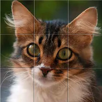 Easy cat puzzle icon