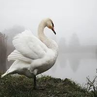 Swan HD WAllpaper icon