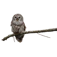 Owl on Branch Sticker icon