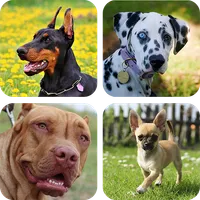 Dog Breed icon