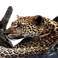 Leopard Wallpapers icon
