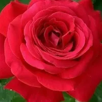 Roze Day Wishes icon