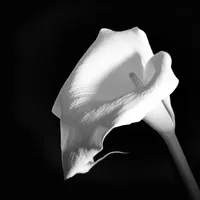 Sympathy and Condolences eCard icon